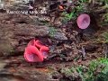 Ascocoryne sarcoides-amf261